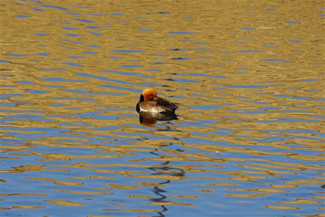 AJnVnW,Red-crested Pochard